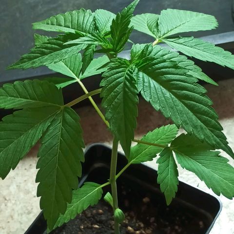 Northern Lights growlog timeline photo