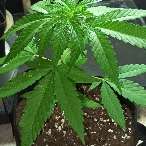 Black Jack  growlog timeline photo