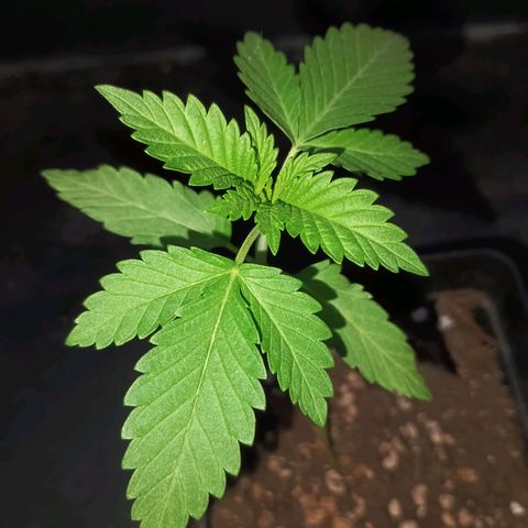 Black Domina  growlog timeline photo