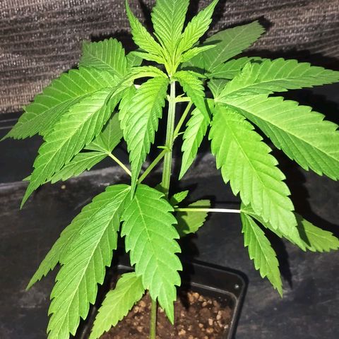 Master Kush  growlog timeline photo