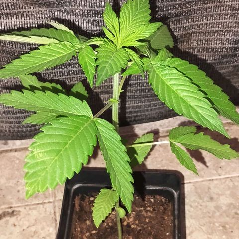 Northern Lights growlog timeline photo