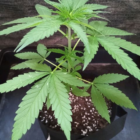Black Jack  growlog timeline photo