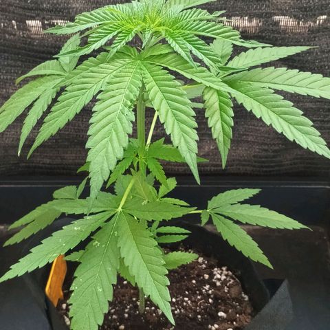 Black Jack  growlog timeline photo