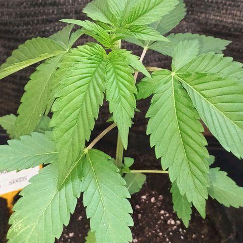 Northern Lights growlog timeline photo