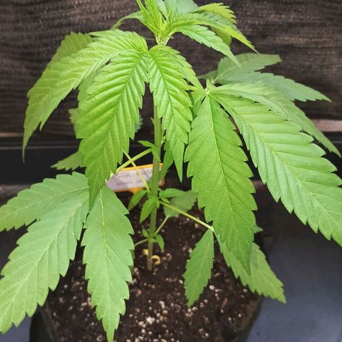 Master Kush  growlog timeline photo