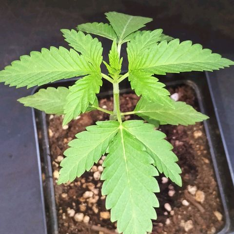 Black Domina  growlog timeline photo