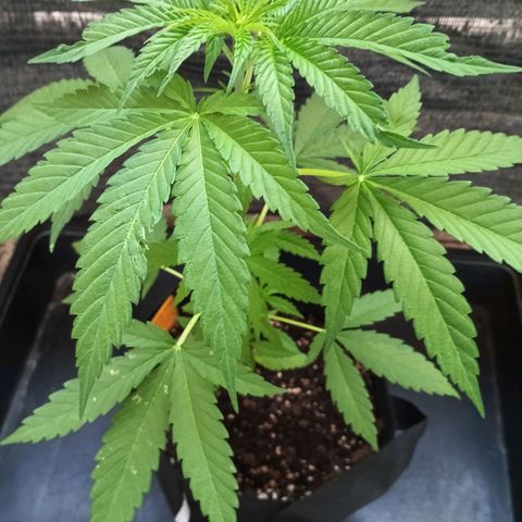 Black Jack  growlog timeline photo