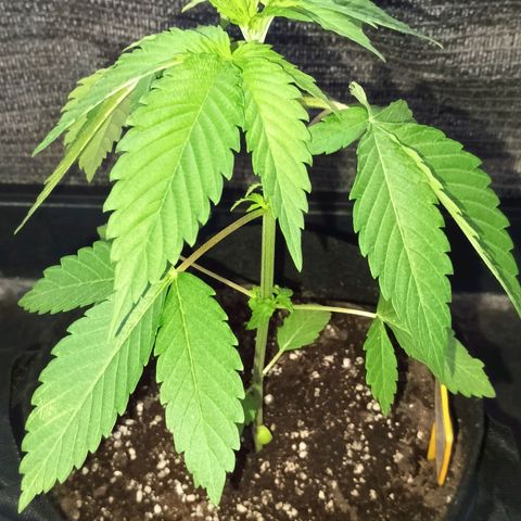 Northern Lights growlog timeline photo