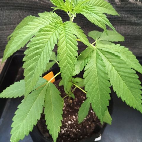 Master Kush  growlog timeline photo