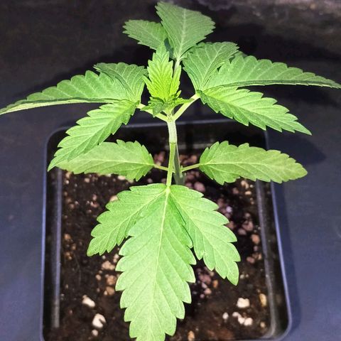 Black Domina  growlog timeline photo