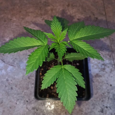 Black Domina  growlog timeline photo