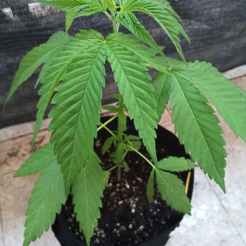 Master Kush  growlog timeline photo