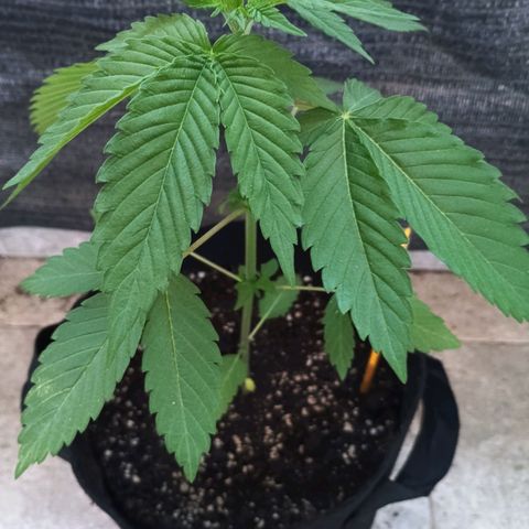 Northern Lights growlog timeline photo