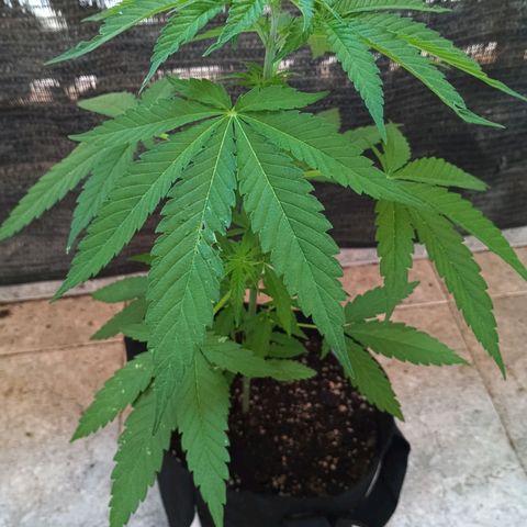 Black Jack  growlog timeline photo