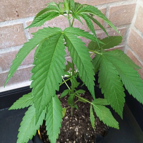 Master Kush  growlog timeline photo