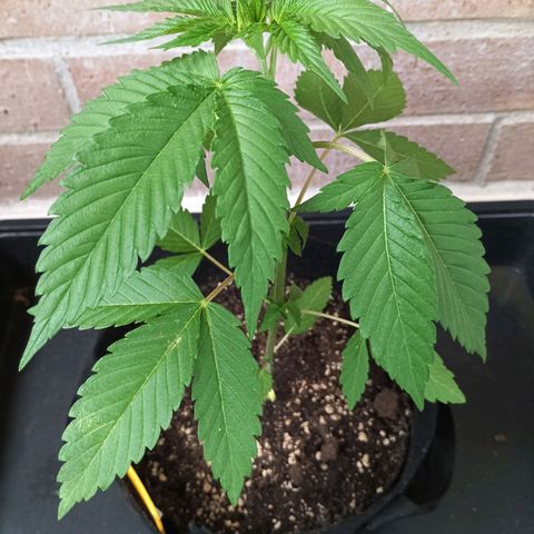 Northern Lights growlog timeline photo