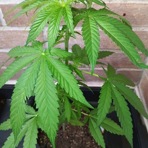 Black Jack  growlog timeline photo