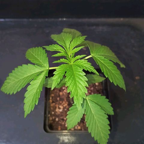 Black Domina  growlog timeline photo