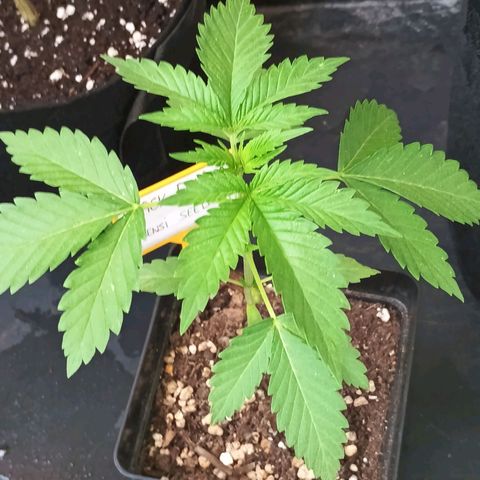 Black Domina  growlog timeline photo