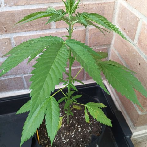Master Kush  growlog timeline photo