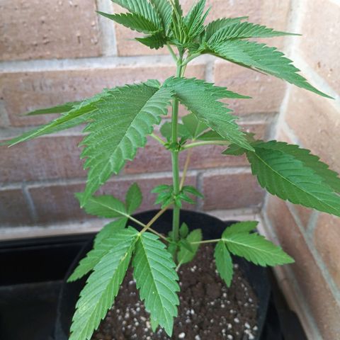 Northern Lights growlog timeline photo