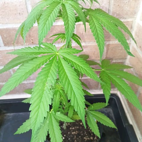 Black Jack  growlog timeline photo