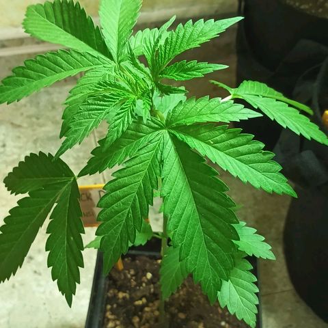 Black Domina  growlog timeline photo