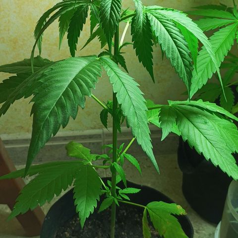 Master Kush  growlog timeline photo