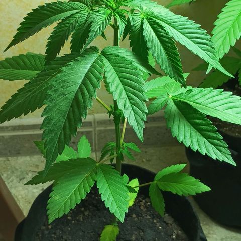 Northern Lights growlog timeline photo