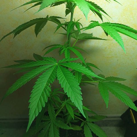 Black Jack  growlog timeline photo