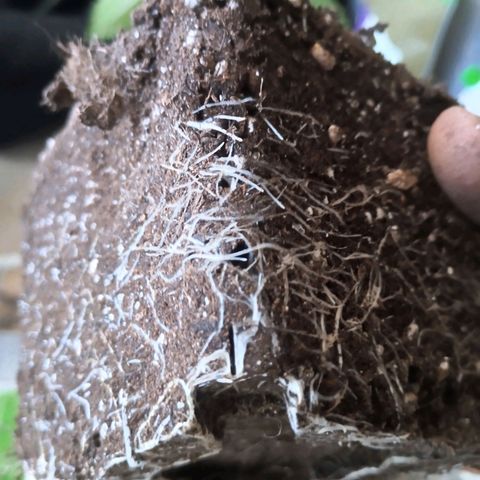 Black Domina  growlog timeline photo