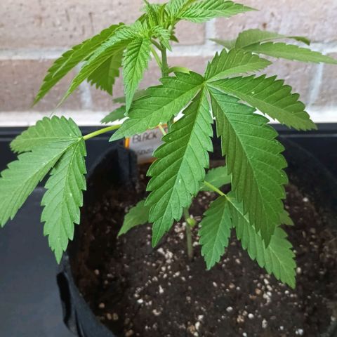 Black Domina  growlog timeline photo
