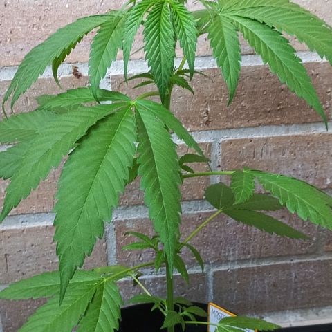 Master Kush  growlog timeline photo