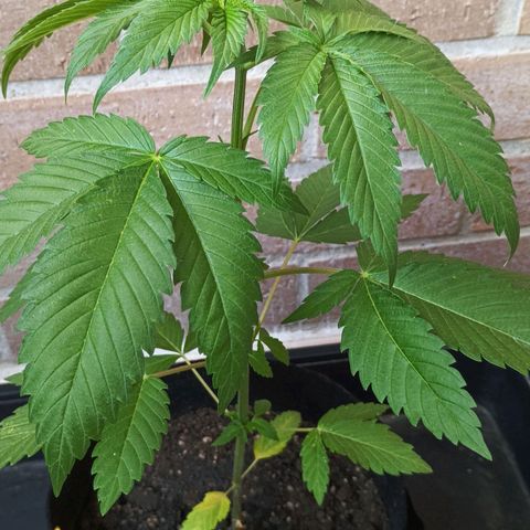 Northern Lights growlog timeline photo