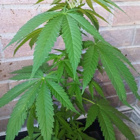 Black Jack  growlog timeline photo