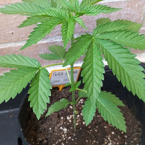 Black Domina  growlog timeline photo