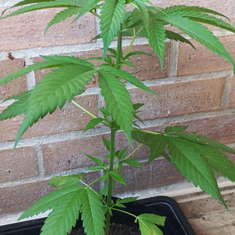 Master Kush  growlog timeline photo