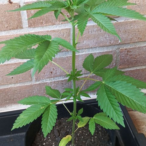 Northern Lights growlog timeline photo