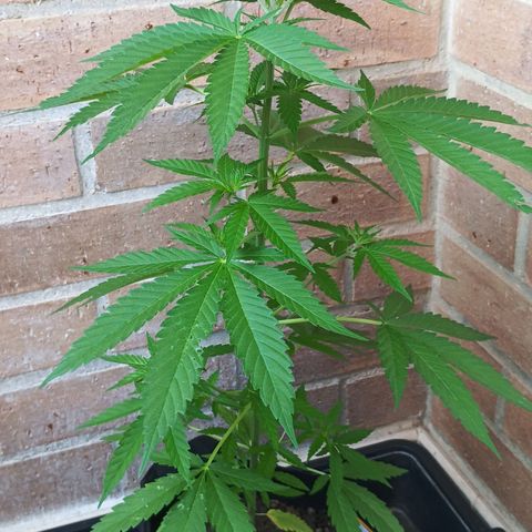 Black Jack  growlog timeline photo