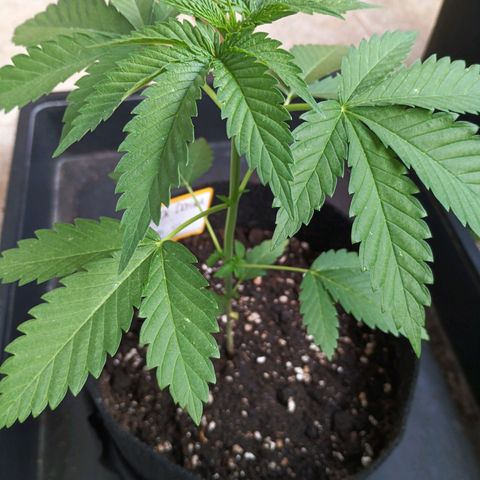 Black Domina  growlog timeline photo