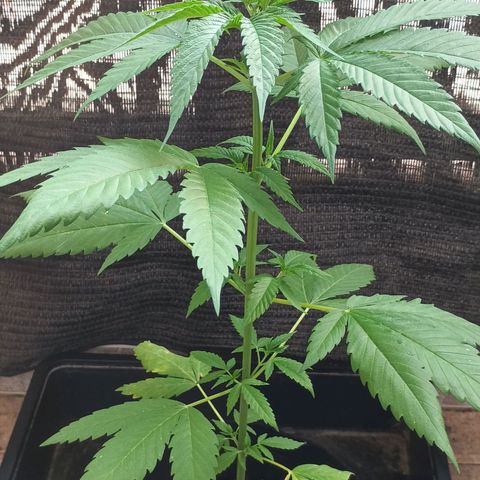 Master Kush  growlog timeline photo