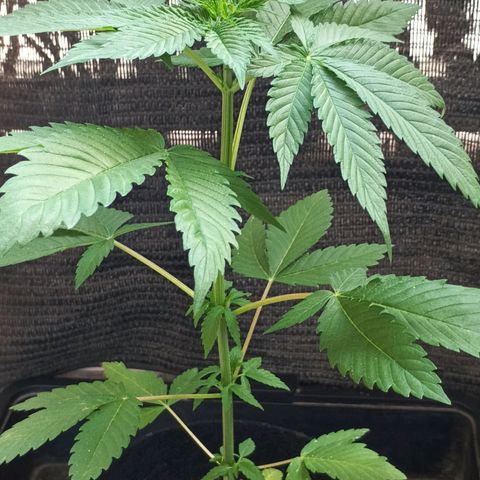 Northern Lights growlog timeline photo