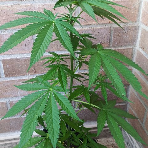 Black Jack  growlog timeline photo