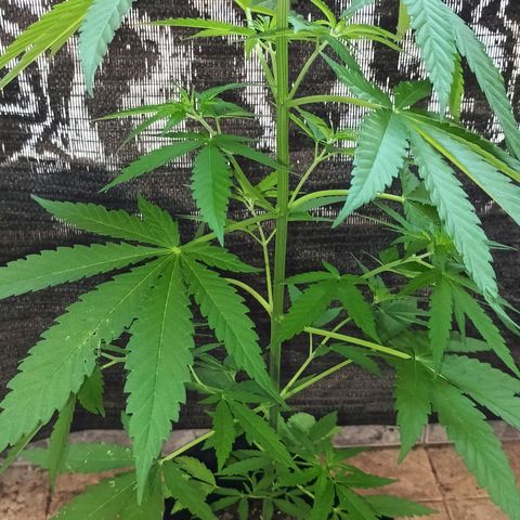 Black Jack  growlog timeline photo
