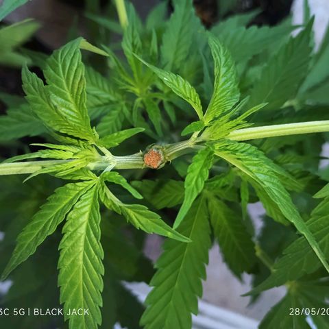 Black Jack  growlog timeline photo