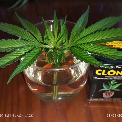 Black Jack  growlog timeline photo