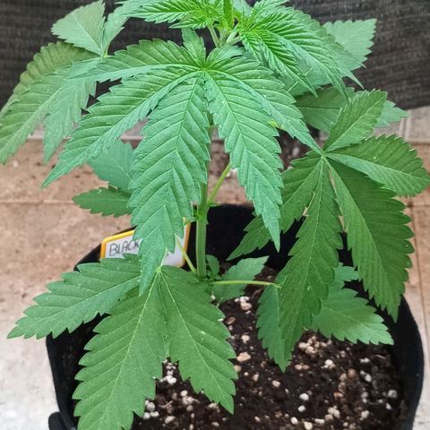 Black Domina  growlog timeline photo