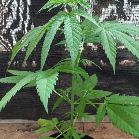 Master Kush  growlog timeline photo