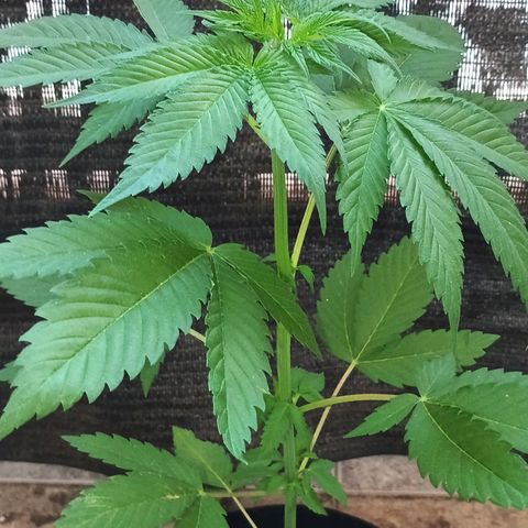 Northern Lights growlog timeline photo