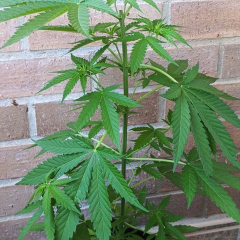 Black Jack  growlog timeline photo